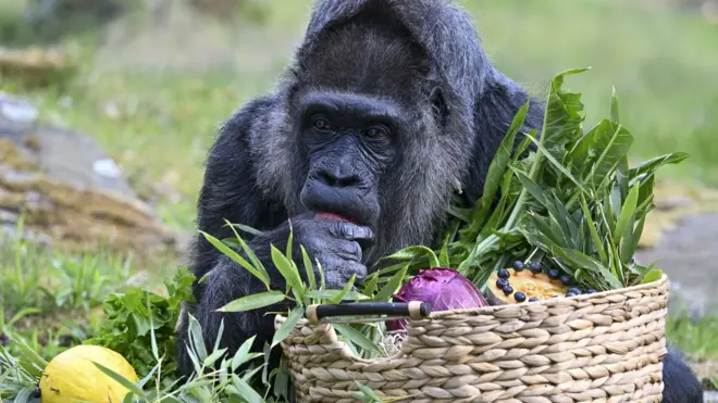 горила једе воце и поврце