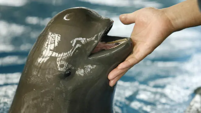 بعضی از کارشناسان خوک‌ماهی رودخانه‌ای بدون باله یانگ تسه را که در معرض خطر انقراض است را «مهم‌ترین جانور» در یانگ تسه می‌دانند