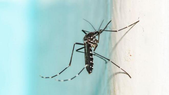 Mosquitogames online casino slotsparede