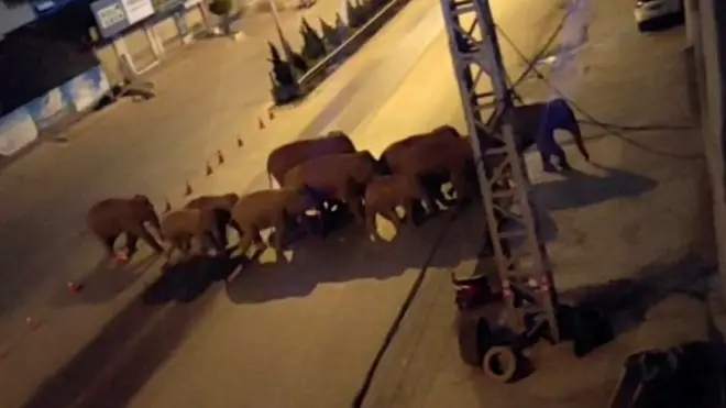 فيلة تقطع 500 كيلومتر في "رحلة غامضة" عبر الصين