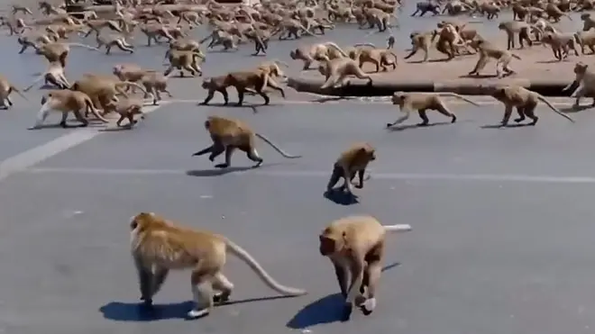 هل "تغزو" الحيوانات البرية المدن المغلقة؟