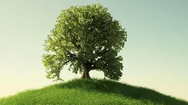 ዛፍ መትከል የአየር ንብረት ለውጥን ለመከላከል ይረዳል?