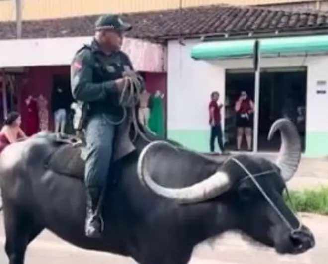 Um policial montado em um búfalo