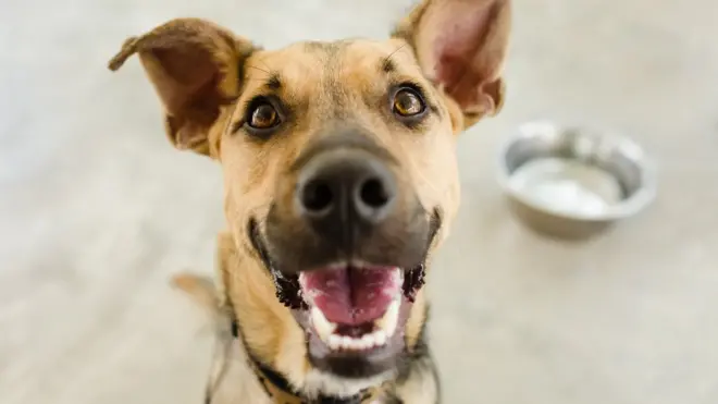 People who are exposed to animal suffering and death on a routine basis may feel the mental health impacts of that