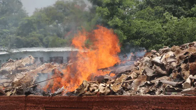 Animal body parts being burnt at Chitwan, 22 May