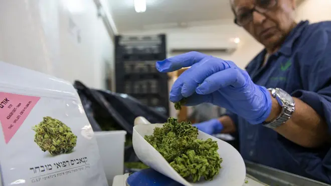 เจ้าหน้าที่ช่างน้ำหนักกัญชาที่โรงงานผลิตในอิสราเอล ซึ่งเป็นหนึ่งในประเทศที่อนุญาตให้ใช้กัญชาเพื่อการแพทย์ได้