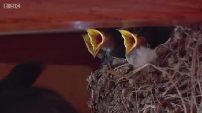 '자연 최고 여행가' 제비