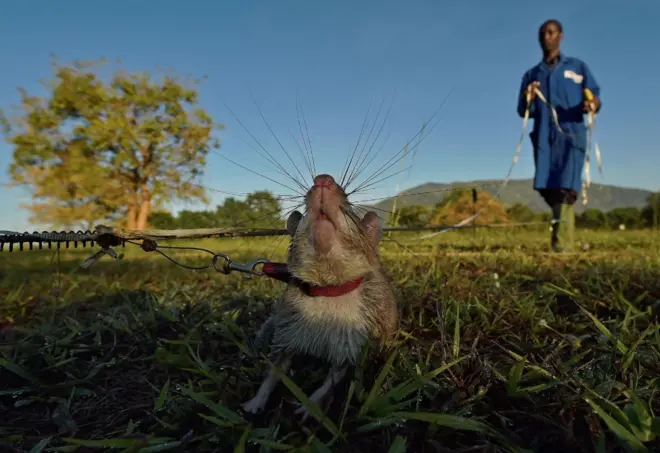 Um rato gigante africano busca rastros de explosivos de minas terrestres nas instalações de treinamento da Apopo em Morogoro em 17 de junho de 2016.