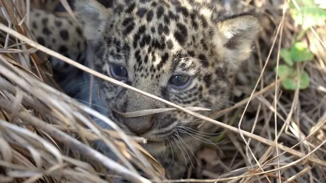 إعادة النمور المرقطة للبرية في الأرجنتين