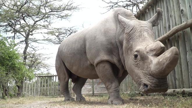 Sudán, el último rinoceronte blanco del norte
