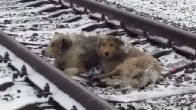 Собаки Люси и Панда