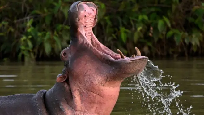 Escobar's hippos escaped after his death in 1993.