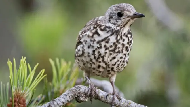 French hunters have long argued that thrushes (pictured) and blackbirds are the only birds harmed by glue-trapping