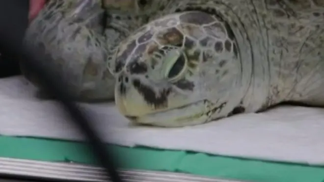 Эта черепаха практически не могла плавать. В ней оказалось 5 кг монет.