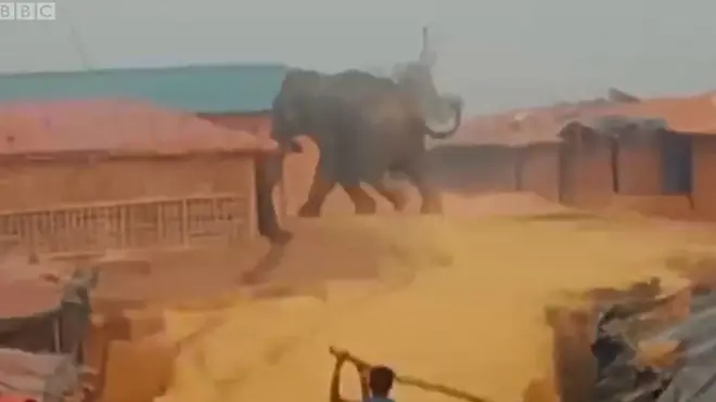 ช้างป่า