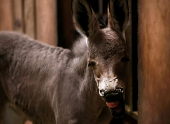 Dameerka dhalashadiisa loo dabaal degay