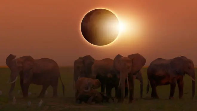 Gerhana Matahari di satwa liar.