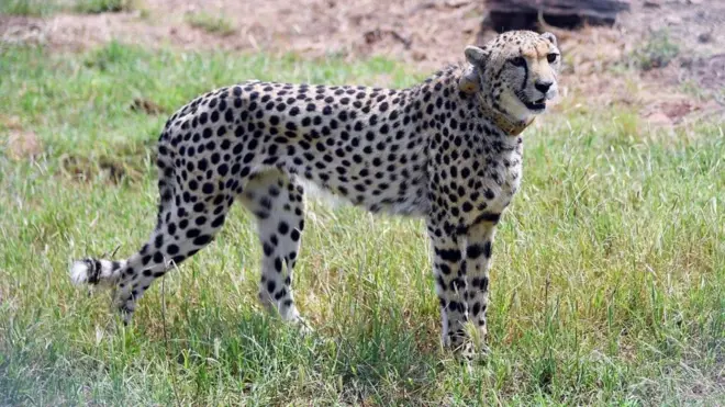 కునో నేషనల్ పార్క్, చీతాలు