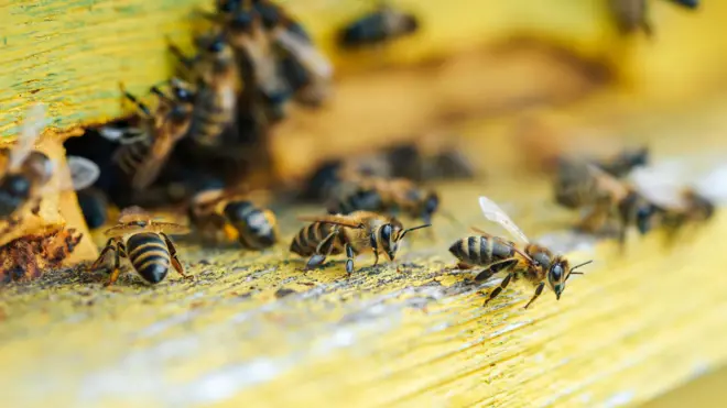 Kannisa gaaguraa bahaa jirtu