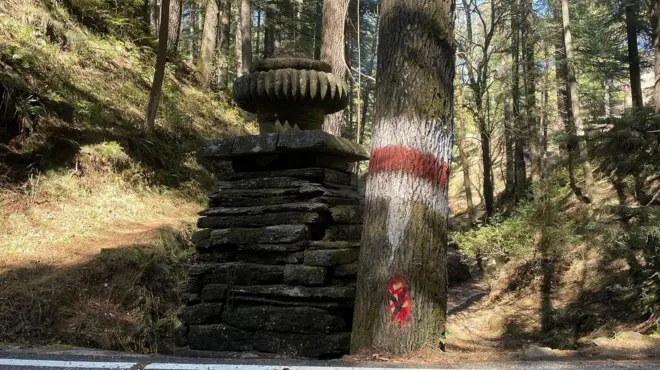 जागेश्वर का जंगल