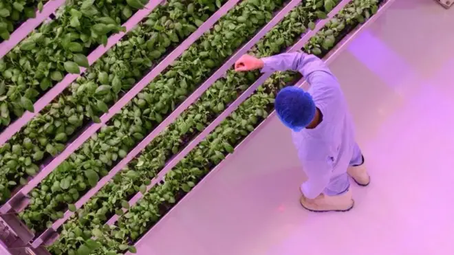 Le plasma réveille la graine et l'aide à mieux absorber l'eau et les nutriments.