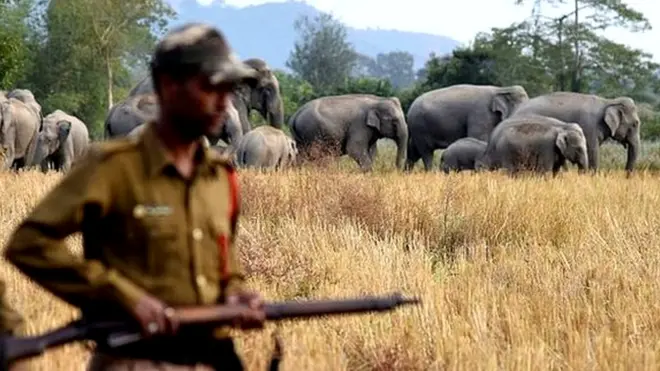 असम के बहरामपुर में हाथियों के झुंड के पास गश्त लगाते इंडियन फॉरेस्ट गार्ड. तस्वीर 27 दिसंबर 2016 की.