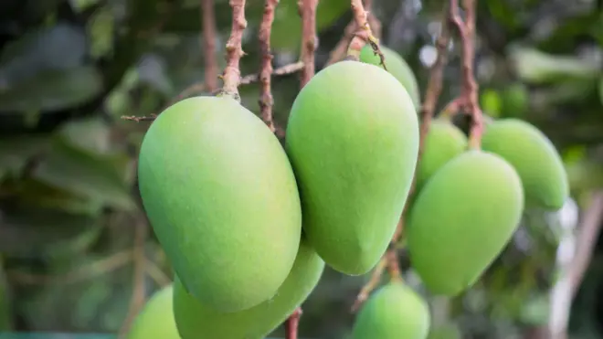 দেশের বাজারে আসতে শুরু করেছে সাতক্ষীরার আম 