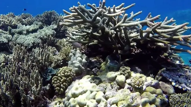 Коралловый риф Роули стал обесцвечиваться.