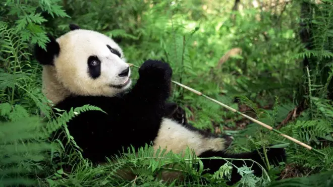 （图片来源：Lynn M. Stone/naturepl.com）
