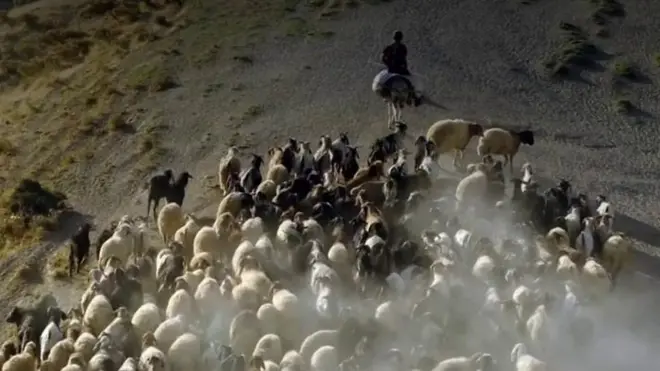 జంతువులు