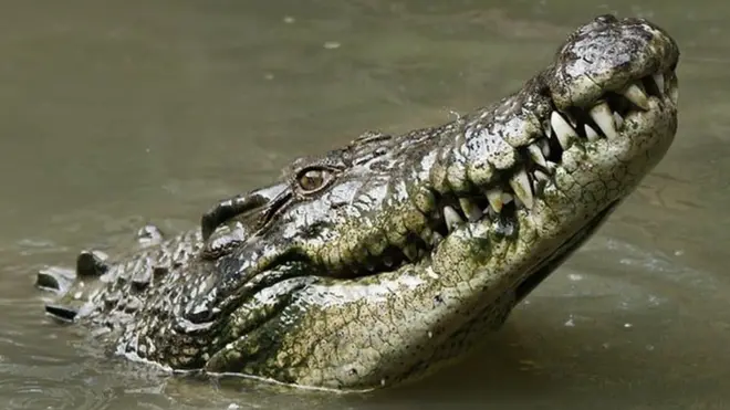 Naacha bishaan keessaa uuruu baafataa jiru