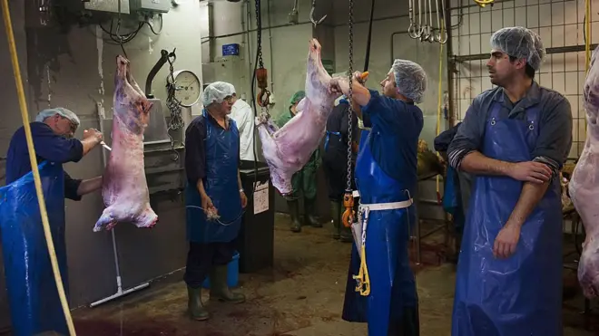 Belçika'da 2019 yılından bu yana, tüm mezbahalarda, uyuşturulmadan, hayvanlara acı çektirerek kesim yapılması tamamen yasaklandı.