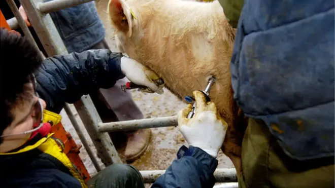 يعتبر مرض السل البقري من الأمراض الخطيرة التي تصيب الماشية