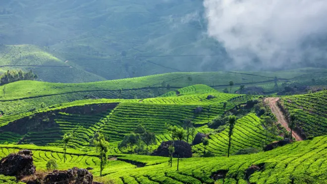 চা বাগান