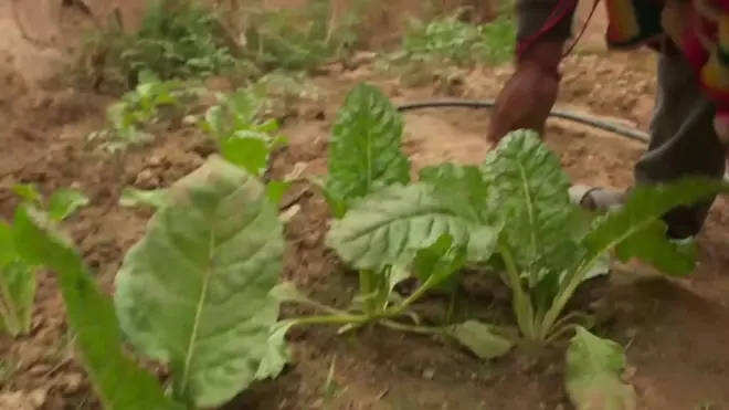 الجفاف يجتاح هضبة الأنديز في بوليفيا وبشكل متسارع ، لكن المزارع غابرييل كوندو أبازا لديه حل لهذه المشكلة.