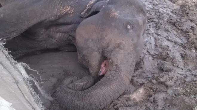 හක්කපටස් කෑම නිසා තුවාල ලබා සිටින ගෝමරංකඩවල ඇතින්න