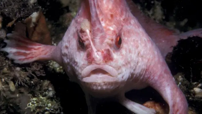File photo of a pink handfish which is native to Australia