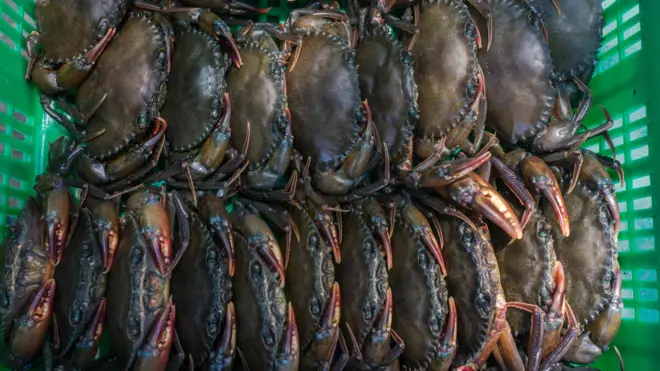 সফটশেল কাঁকড়ার চাহিদা রয়েছে বিদেশে