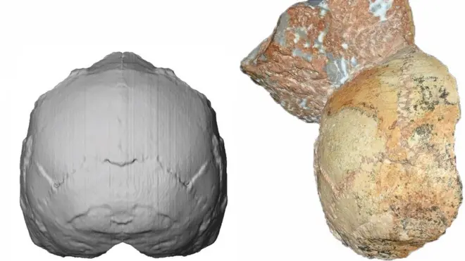 Компьютерная реконструкция найденного черепа