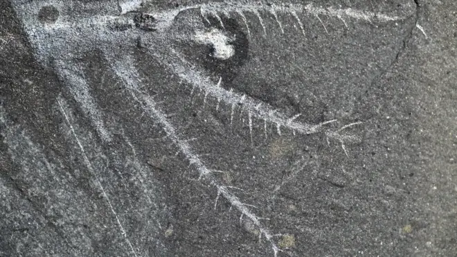 "Ovatiovermis cribratus"