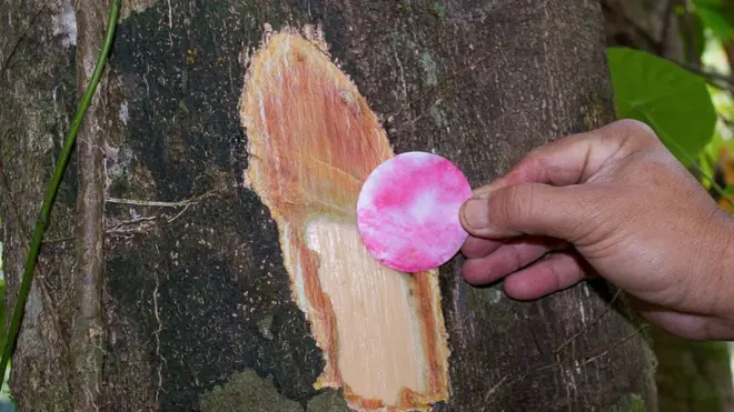 ثمة اختبار سريع وفوري للكشف عن النيكل في النباتات يتضمن استخدام ورقة بيضاء تتحول إلى اللون الوردي عند التعرض للنيكل