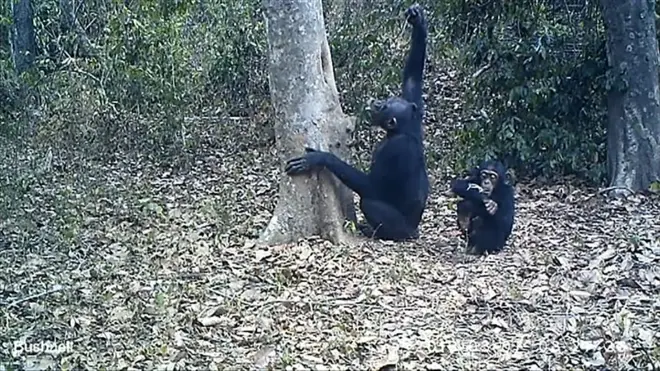 Chimpanzés usam ferramentas para beber água na Costa do Marfim