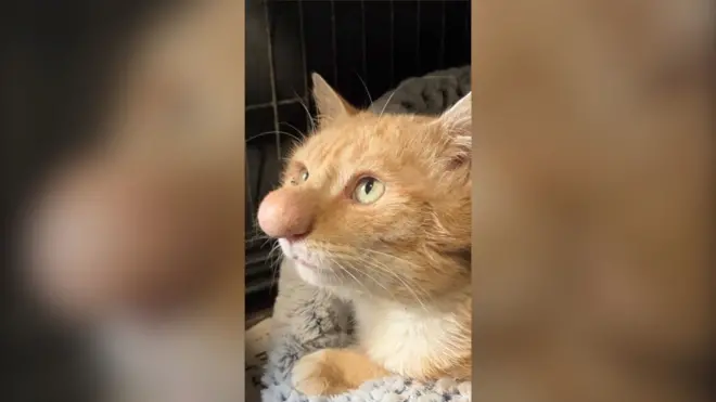 zuti Mačak Barni Babl ima neobično veliki nos. 