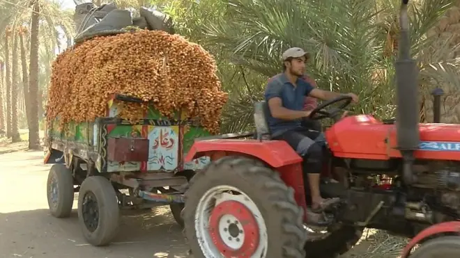 تراكتور يحمل بلح في أحد حقول النخيل في الجيزة