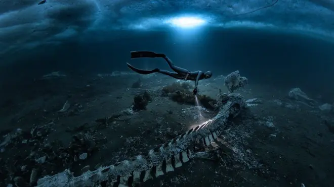 Foto de cadáveres de ballenas bajo el mar