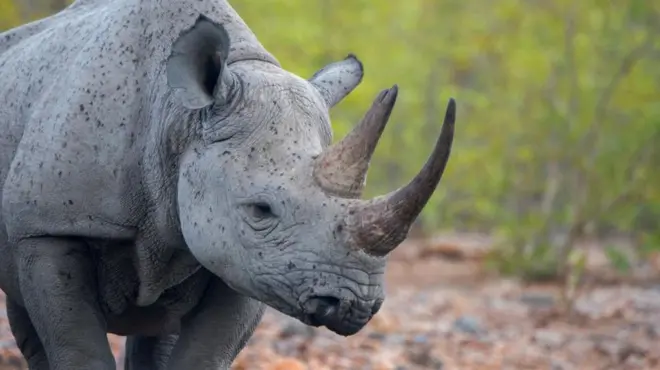 Rhinoceros yera y'ingore muri Namibia
