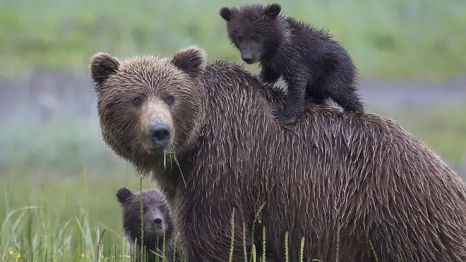 oso con crías