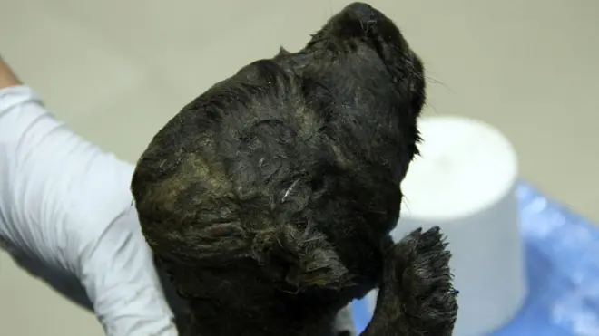 Kuca je pronađena u istočnom Sibiru blizu Jakutska