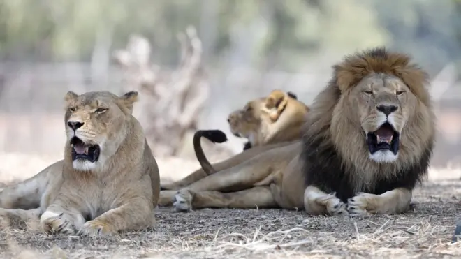 过去两年里，中国和越南已发现五宗将虎骨产品作为狮骨产品销售而被相关国家截获的事件。