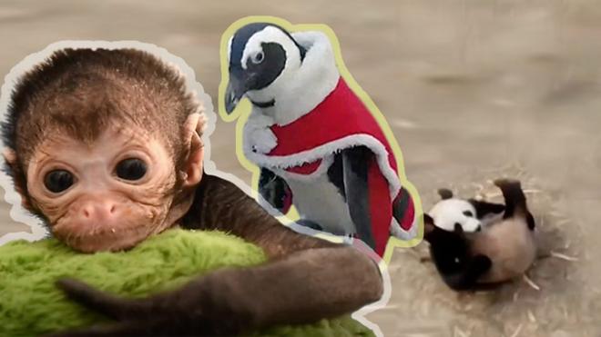 Паукообразная обезьяна оливия, пингвины Санта Клауса и панда-акробат - животные, которыми мы любовались в 2017 году.